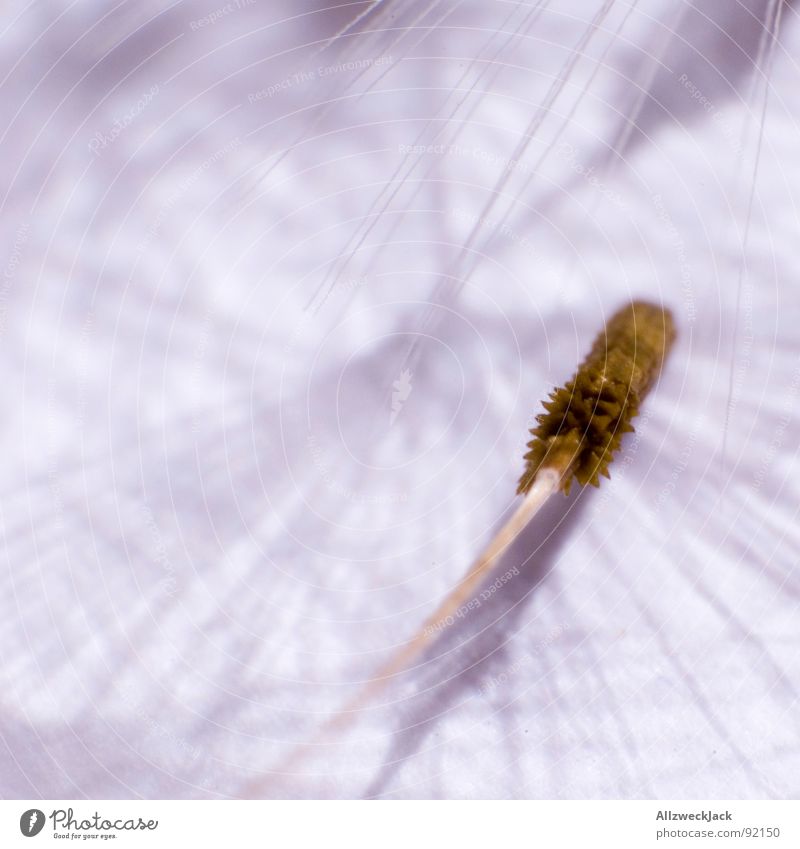 Landed Dandelion Parachute Sprinkle Propagation Plant Blow Summer Spring Macro (Extreme close-up) Close-up Seed Flying Wind disembarked pollination