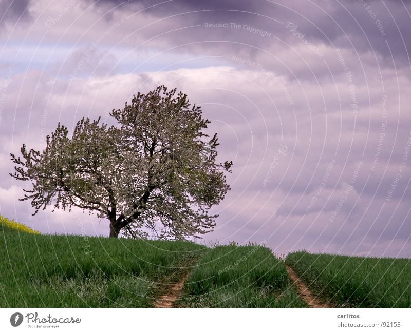 Again no concrete II Field Sowing Occur Agriculture Tracks Tractor track Tree Fruit trees Blossom Clouds Dark Spring Grain Rapeseed at the edge of the picture