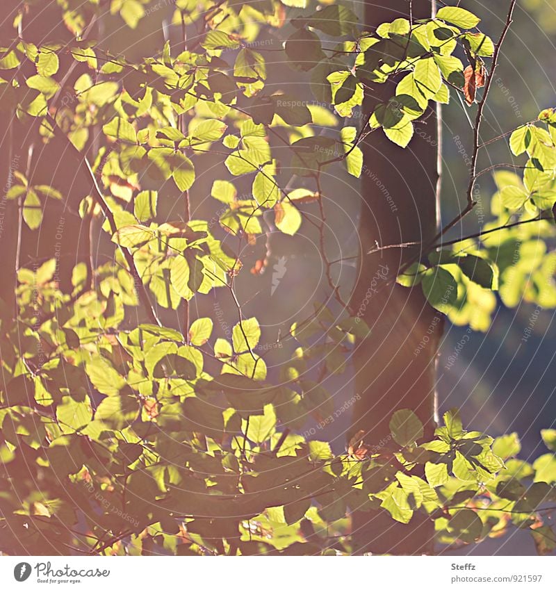 Beech leaves in warm October light Beech tree Deciduous tree shimmer of light Domestic late summerly Indian Summer Indian summer warm autumn light