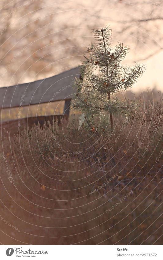 A break in the middle of autumn heath in dark November light Autumn Heather heathen atmosphere Heather Romanticism Nordic romanticism Domestic melancholically