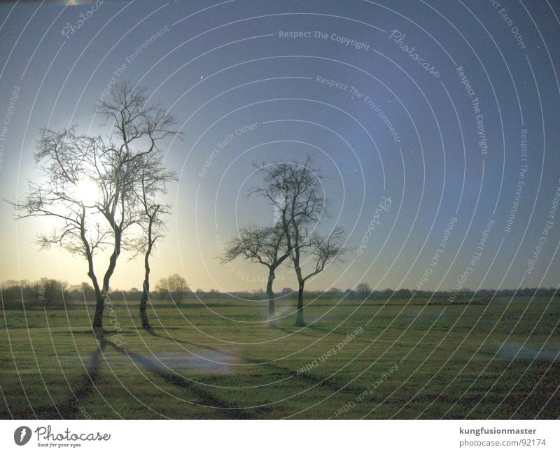 moon night in december II Werewolf Night Night shot Dark Meadow Grass Tree Long exposure Celestial bodies and the universe Moon moonlit Landscape cheese roll