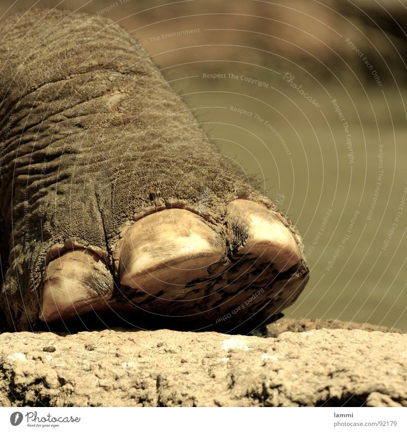 Don't step on my foot. Zoo Elephant Wall (barrier) Toes Toenail Large Shows Mammal Review Feet