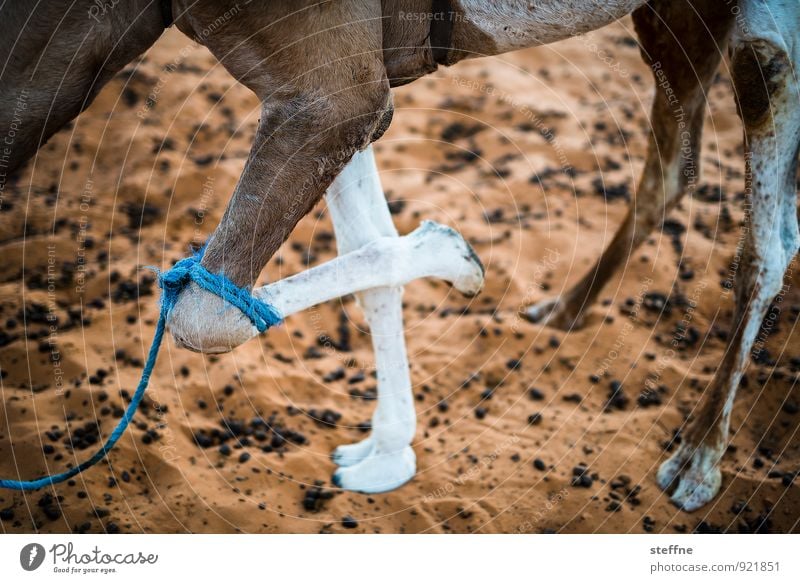 Animal good: 4 Nature Sunrise Sunset Farm animal 1 Dromedary Camel Desert Sahara Morocco Colour photo Exterior shot Deserted Animal portrait