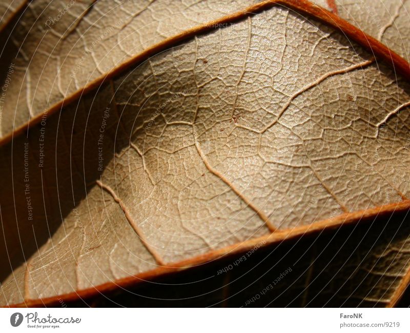 foliage Leaf Autumn Brown