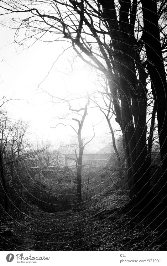 in the wood Environment Nature Landscape Climate Beautiful weather Tree Branch Forest Growth Small Hope Black & white photo Exterior shot Deserted Day Light