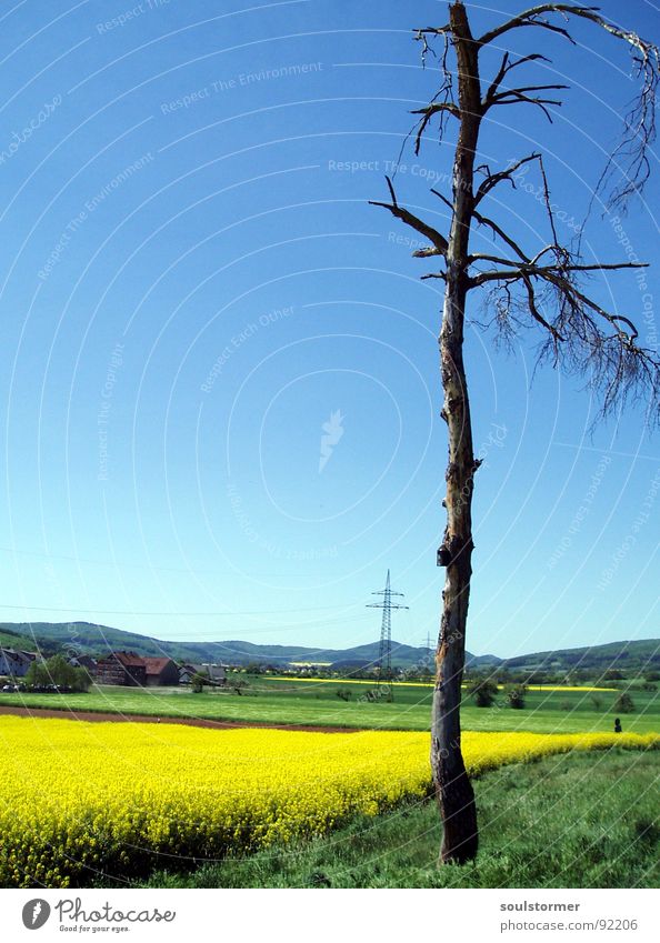 Yes, he's still alive... Canola Plant Yellow Green Spring Field Canola field Agriculture Honey Bee Blossom Flower Ecological Electricity pylon Square Tree