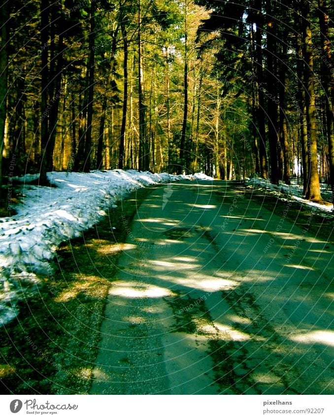 in the forest... Winter Snow Tree Forest Street Old Cold Brown Green White Visual spectacle Roadside Colour photo Light Patch of light Deserted Empty