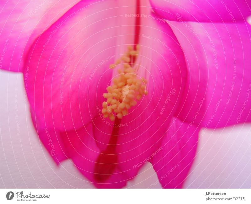 schlumbergarablüte 1 Cactus Blossom Cactus flower Violet Elegant Macro (Extreme close-up) Close-up Living room Schlumberg's Macaw Beautiful