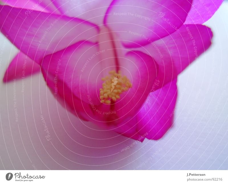 schlumbergarablüte 2 Cactus Blossom Cactus flower Violet Elegant Macro (Extreme close-up) Close-up Living room Schlumberg's Macaw Beautiful