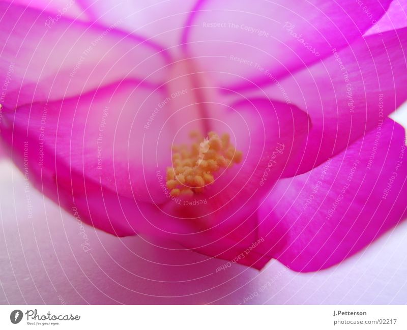 schlumbergarablüte 3 Cactus Blossom Cactus flower Violet Elegant Macro (Extreme close-up) Close-up Living room Schlumberg's Macaw Beautiful