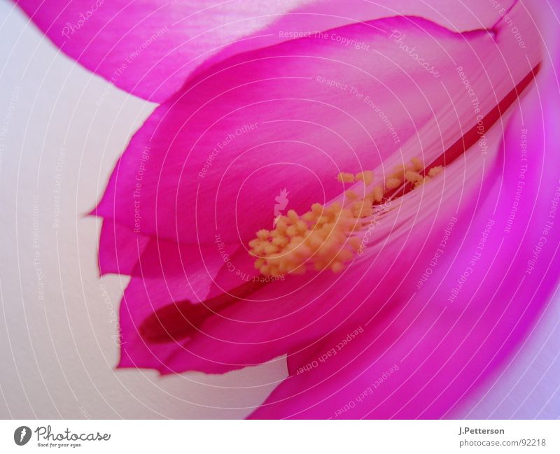 schlumbergarablüte 4 Cactus Blossom Cactus flower Violet Elegant Macro (Extreme close-up) Close-up Living room Schlumberg's Macaw Beautiful