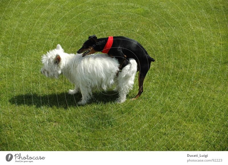 I feeeeel good ... Dog West Highland terrier Black White Fertilization Puppy Grass Contentment Endurance Neckerchief Pelt Transport Style Witness Hot Summer