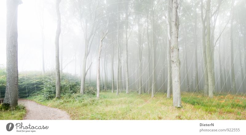 cloud forest Nature Landscape Climate Fog Forest Brown Gray Green Ghost forest Mecklenburg-Western Pomerania Colour photo Exterior shot Deserted Copy Space top