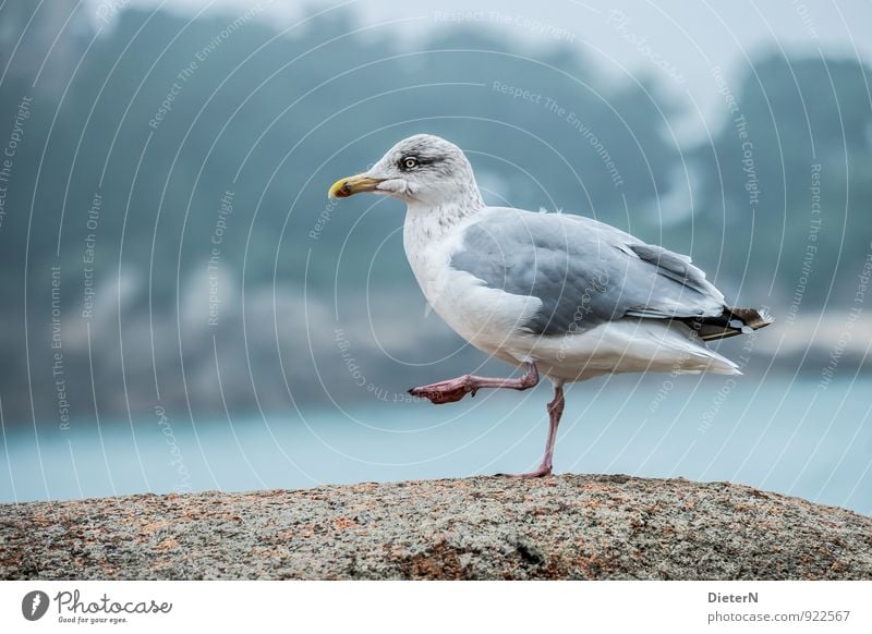 dance Coast Animal Wild animal Bird Wing 1 Blue Gray Turquoise White Seagull Going Legs Colour photo Exterior shot Deserted Copy Space left Copy Space right