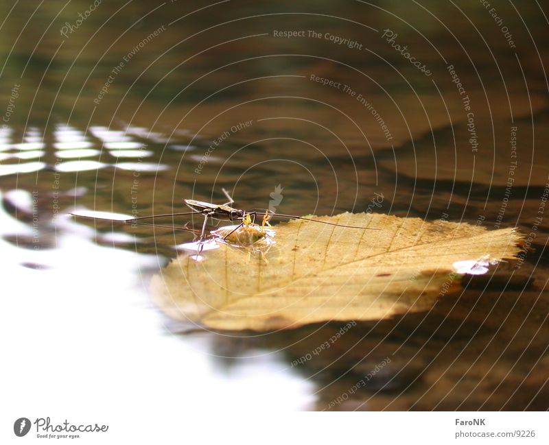 sandpiper Insect Leaf Water strider Transport