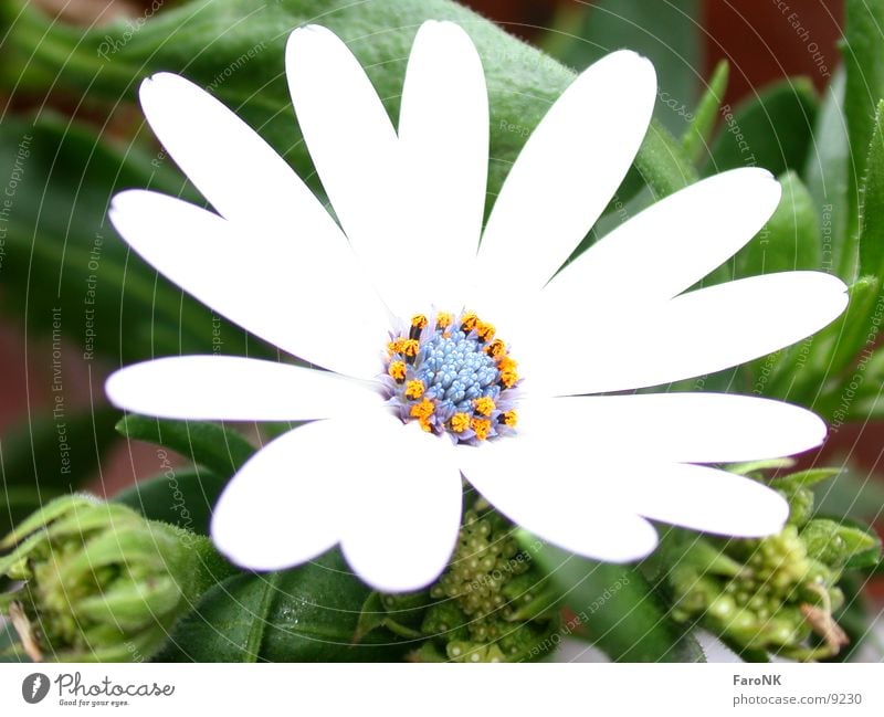 midday flower Livingstone daisy Blossom Flower Plant