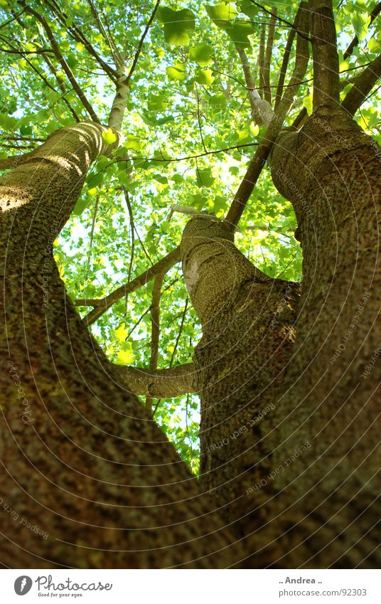 Light at the end of the summit Summer Lamp Tree Leaf Brown Green 3 Treetop Branch Twig Lighting nikon d80 Sunbeam