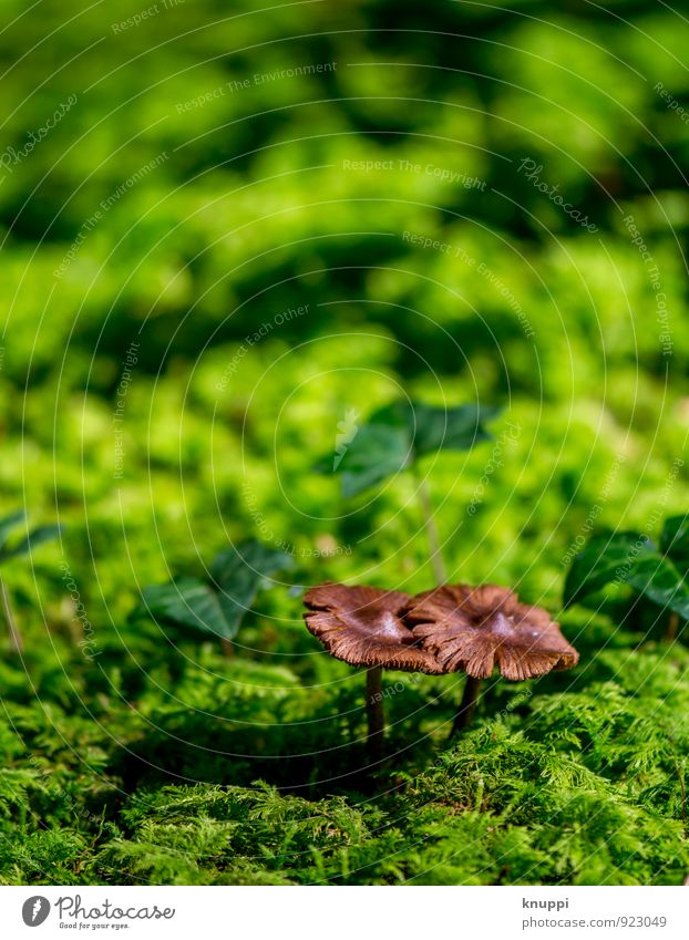 in pairs Environment Nature Sun Sunrise Sunset Sunlight Autumn Beautiful weather Warmth Plant Moss Ivy Wild plant Park Forest Mushroom Mushroom cap