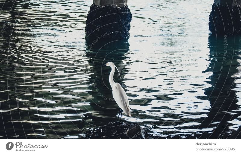 Discovered, Sitting Great White Egret (Ardea alba) under a bridge. Sighted in Elanora - Eastcoast / Queensland / Australia Happy Leisure and hobbies Trip Summer