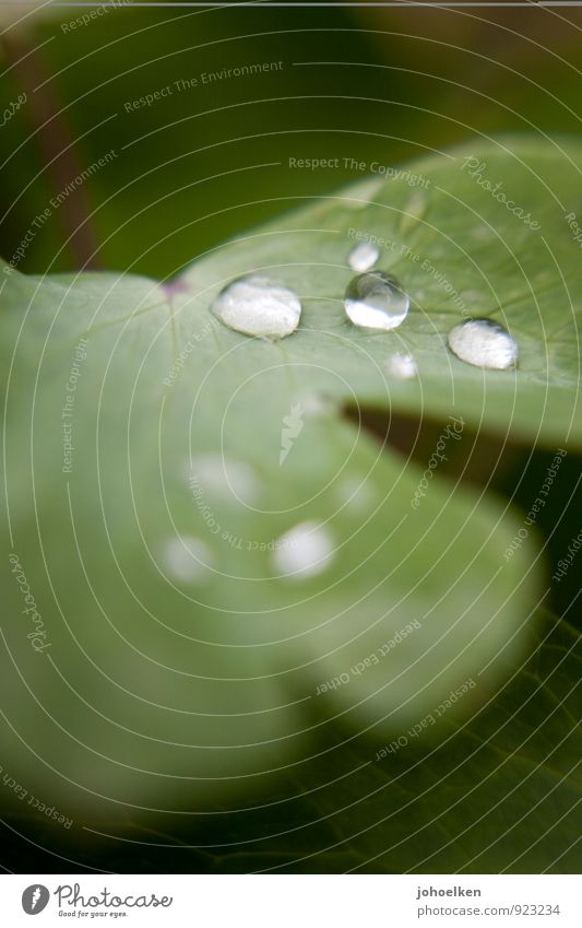 soul drops Plant Elements Water Drops of water Beautiful weather Bad weather Leaf Glass Crystal Sphere Relaxation Glittering Elegant Fantastic Fluid Soft Green