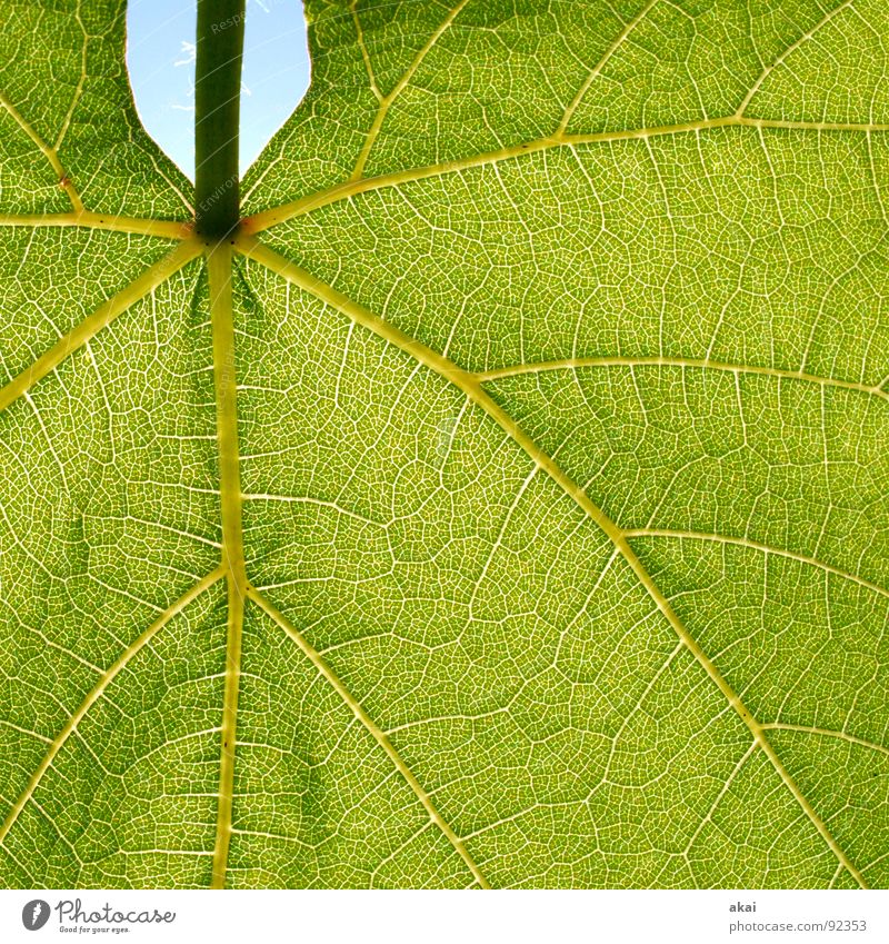 Sheet 7 Plant Green Botany Part of the plant Creeper Verdant Environment Bushes Back-light Leaf Background picture Tree Near Photosynthesis Mature Vessel Detail