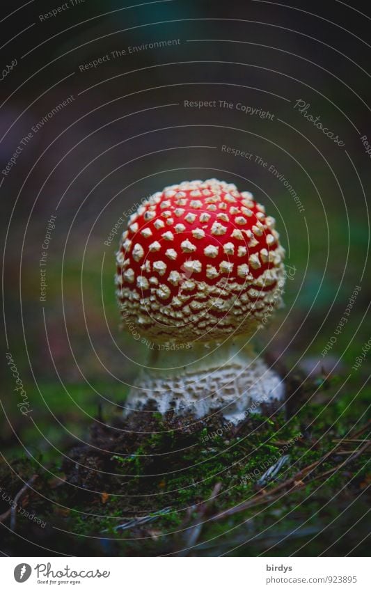 lucky devil Nature Earth Autumn Amanita mushroom Illuminate Esthetic Fragrance Exotic Positive Beautiful Red White Happy Woodground Mushroom Poison Symbolism