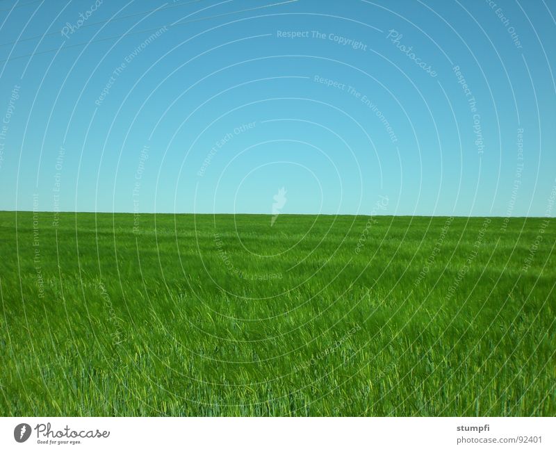 field Spring Summer Field Wheat Air Green Grass Meadow Grain Sky Blue Nature