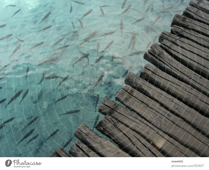 footbridge Croatia Footbridge Shoal of fish Lake water woodbridge shoal plitvicka jezera plitwitzer