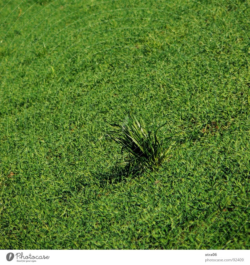 it greenens so greenly Green Grass Meadow Tuft of grass Field Consistent Blade of grass Loneliness Summer Spring Mow the lawn Lawn Forget Crazy tufts Bouquet