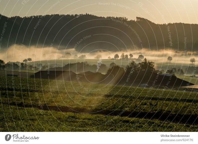 Fog Rolls 2 Environment Nature Landscape Plant Air Water Sky Autumn Tree Grass Bushes Field Forest Building Farm Roof Illuminate Natural autumn fog