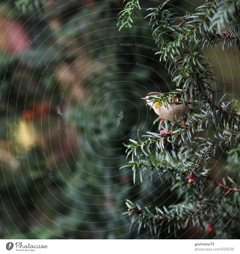 Golden-crowned Kinglet Environment Nature Autumn Tree Yew Garden Animal Wild animal Bird Songbirds 1 Yellow Green Red Happy Contentment Joie de vivre (Vitality)