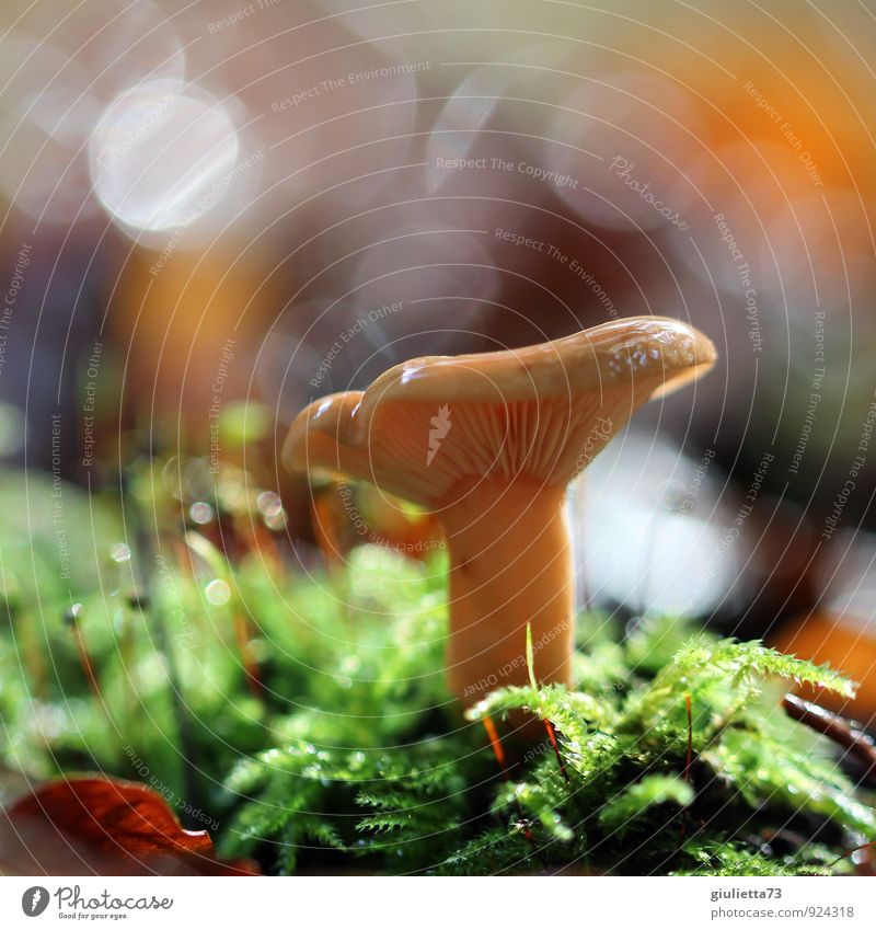 magic mushroom Environment Nature Drops of water Sunlight Autumn Climate Plant Foliage plant Wild plant Moss Mushroom Mushroom cap Forest Green Orange Happy