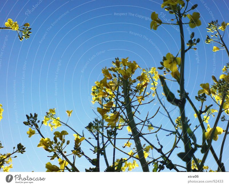 Rapeseed giants 2 Canola Canola field Yellow Worm's-eye view Blossom Field Summer Environment Spring Stalk Plant Oil Energy industry Blossoming Organic produce