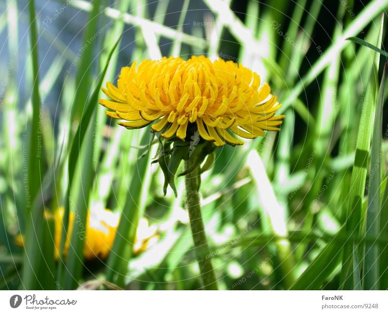 dandelion Dandelion Flower Blossom Yellow