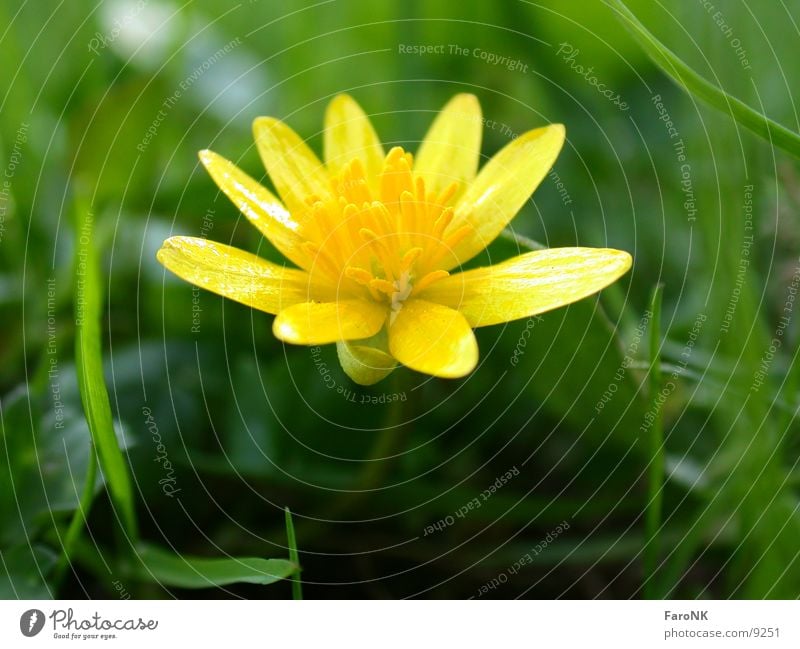 yellow blossom Flower Blossom Yellow Meadow