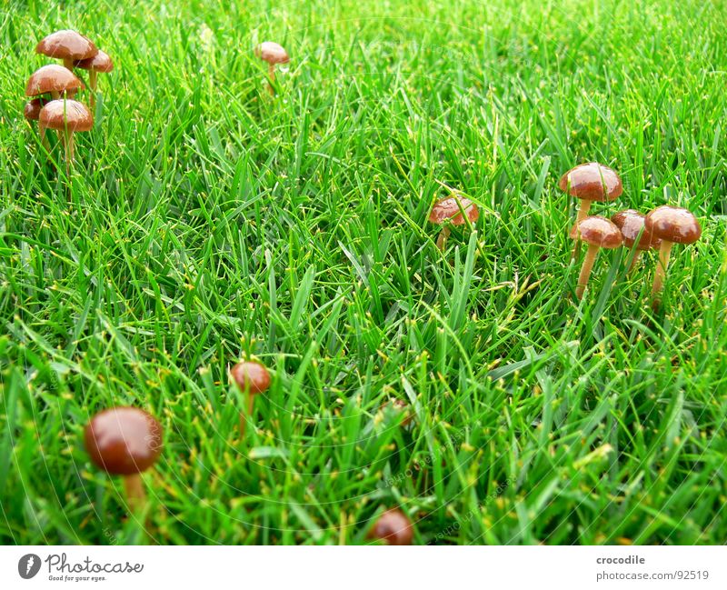 Mushroom in green Grass Poison Edible Shoot Green Brown Stalk Macro (Extreme close-up) Close-up Lawn Mushroom cap Hat escalope chasseur