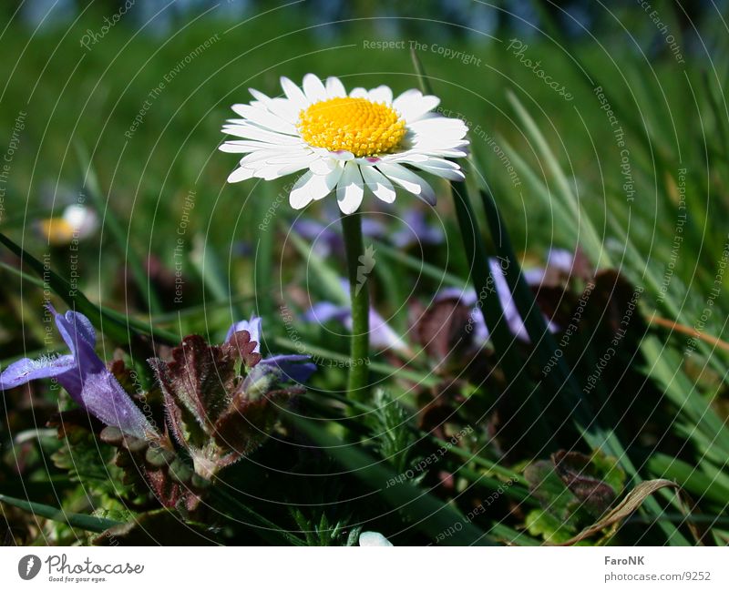 daisy Daisy Flower Plant Blossom