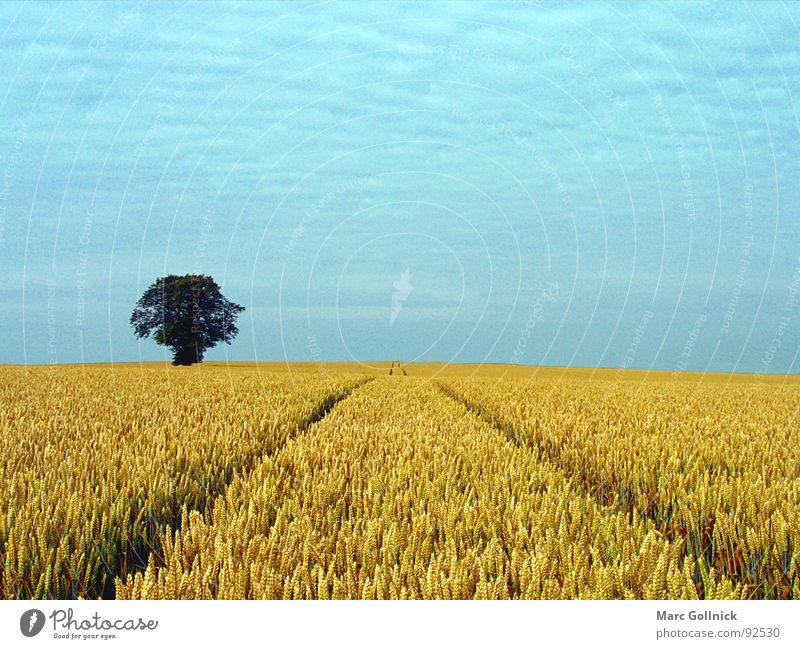 The field Tree Dark Small Far-off places Field Undulating Tracks Clouds Direct Calm Exterior shot Summer Tracktospur Sky Blue Freedom Nature