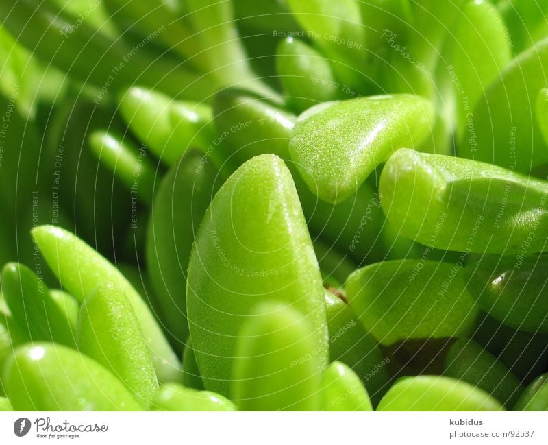 green spot macro Macro (Extreme close-up) Green Nature Zoom effect Close-up Spring Garden Park optical leaf powershot g6 canon screensaver Plant plan