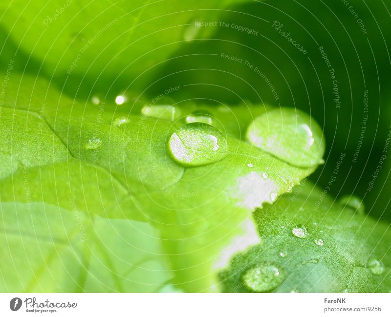 water drops Green Leaf Macro (Extreme close-up) Close-up Drops of water Water