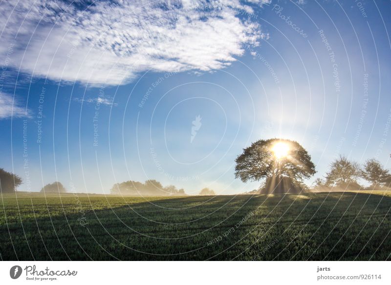 New day Environment Nature Landscape Sky Clouds Sunrise Sunset Sunlight Spring Summer Autumn Beautiful weather Fog Tree Grass Meadow Field Forest Friendliness