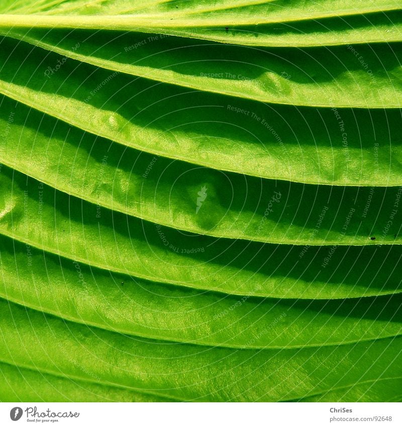 leaf shadow in green Hosta Leaf Herbaceous plants Green Spring Plant Animal Macro (Extreme close-up) Close-up Garden Park Nature Structures and shapes Shadow