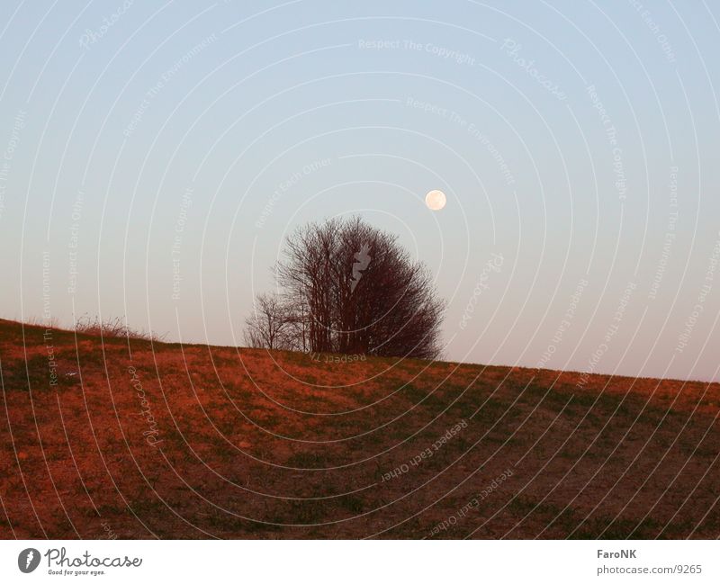 Red earth Tree Field Moon Sky