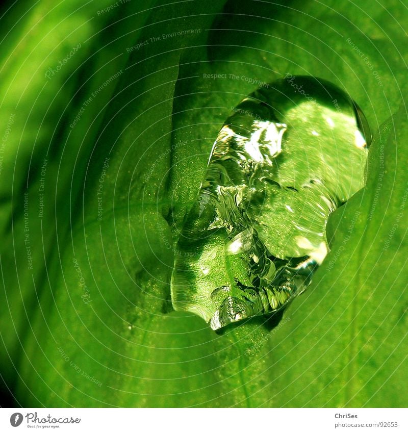 crystal drops Leaf Green Reflection Blur Poppy Transparent Wet Damp Macro (Extreme close-up) Close-up Spring Drops of water Water Crystal structure Spring plant