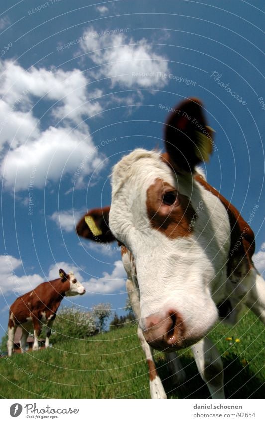 are you watching?? Calf Cow Wide angle Agriculture Livestock Meadow Summer Spring Green Cyan Yellow Flower Vacation & Travel Black Forest Environment Habitat