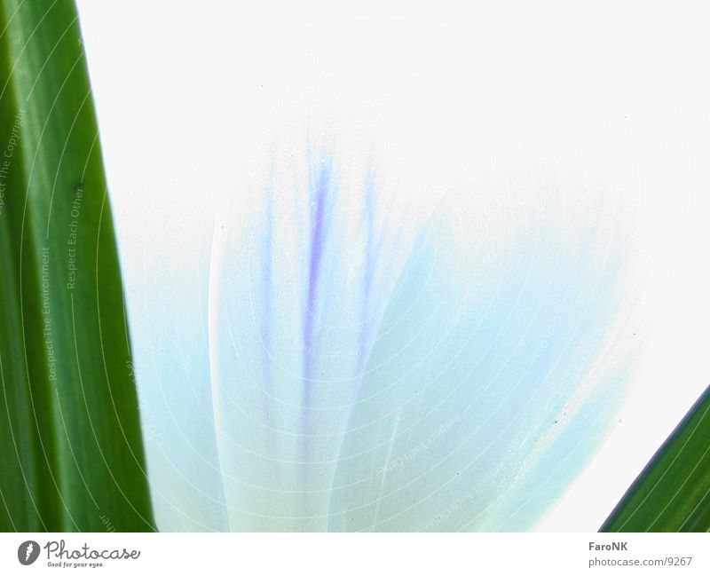 spring Spring Flower Blossom White Green Macro (Extreme close-up) Close-up