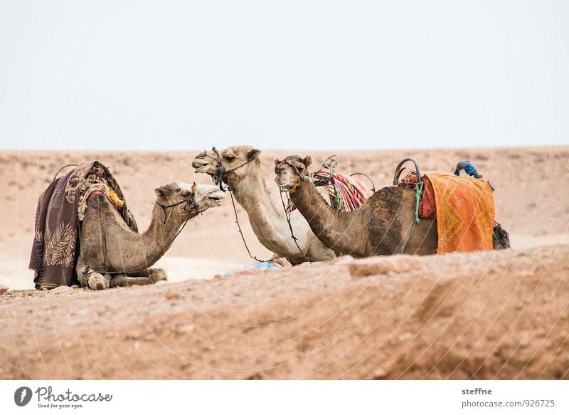 Around the World: Ait Ben Haddou Warmth Drought Hot Desert Camel Dromedary Morocco Arabia Africa Sand Exterior shot Copy Space top