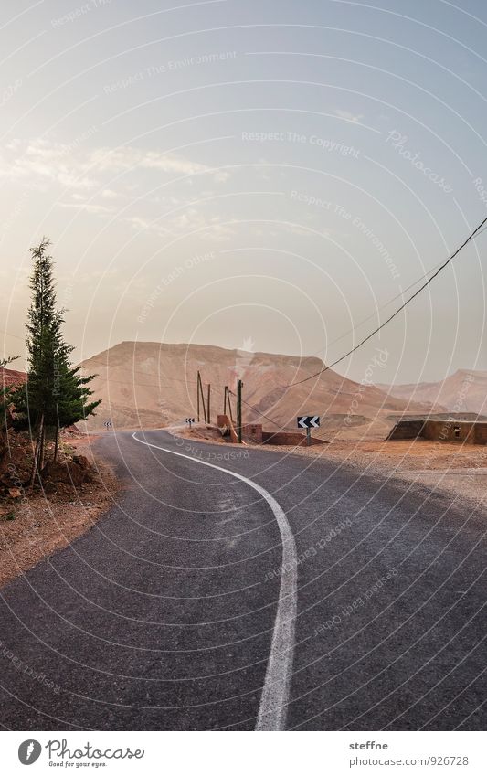 Trees (4/8) Nature wax Oxygen Environment Climate ecology Morocco Street Roadside Coniferous trees mountain Christmas tree