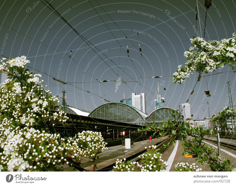 3.4 Frankfurt Flower Tree High-rise Train station Sky Blossoming Contrast Blue