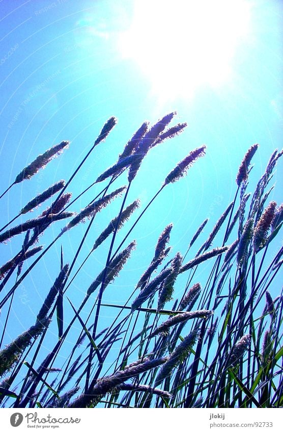 Anti-Light Shapes IV Grass Green Back-light Allergy sufferer Plant Meadow Spring Growth Glittering Blade of grass Stalk Ear of corn Field Blossoming Dazzle